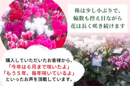 〈予約品〉希少！シクラメン ５号鉢 天使のはね 高品質 高評価 農林水産大臣賞受賞歴あり 花 ピンク 白 赤 プレゼント 贈り物 鉢花 鉢 ガーデン ガーデニング 愛知県産 クリスマス -223