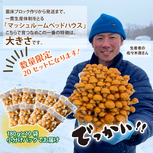 岩手県産 特大 なめこ 180g 10袋 【マッシュルームベッドハウス】／ 国産 雫石町産 きのこ 茸 キノコ 滑子 ナメコ 菌床栽培 小分け 小分け包装 1.8kg 自宅用 家庭用 仕送り 数量限定