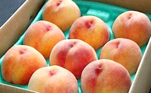 FYN9-830 ≪2026年先行予約≫ ご家庭用 山形県産 無袋(ムタイ) 黄金桃 約3kg( 7～13玉) 2026年8月中旬から順次発送 黄桃 黄色 桃 もも モモ 果物 くだもの 夏果実 フル