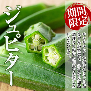 先行予約 2026年7月下旬～10月下旬の間に発送予定 いずみ産 オクラ 新たな品種・ジュピター 1.2kg 【イーサイドライン】 i1216-B