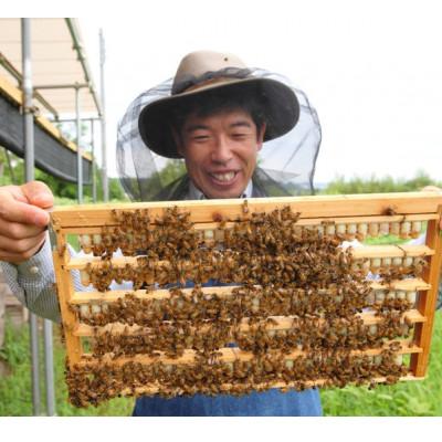 ふるさと納税 富田林市 100g　国産はちみつ　生ローヤルゼリー　ローヤルゼリー専門養蜂場で採取　 |  | 03