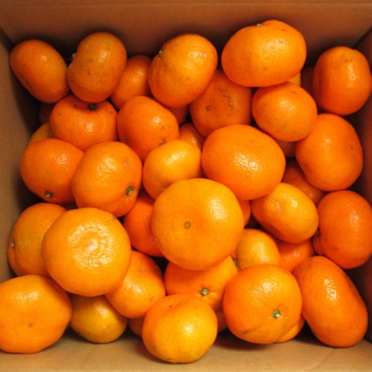 ZD7028_数量限定【ブランドみかん】田村みかん 大玉 約9kg (3Lサイズ)