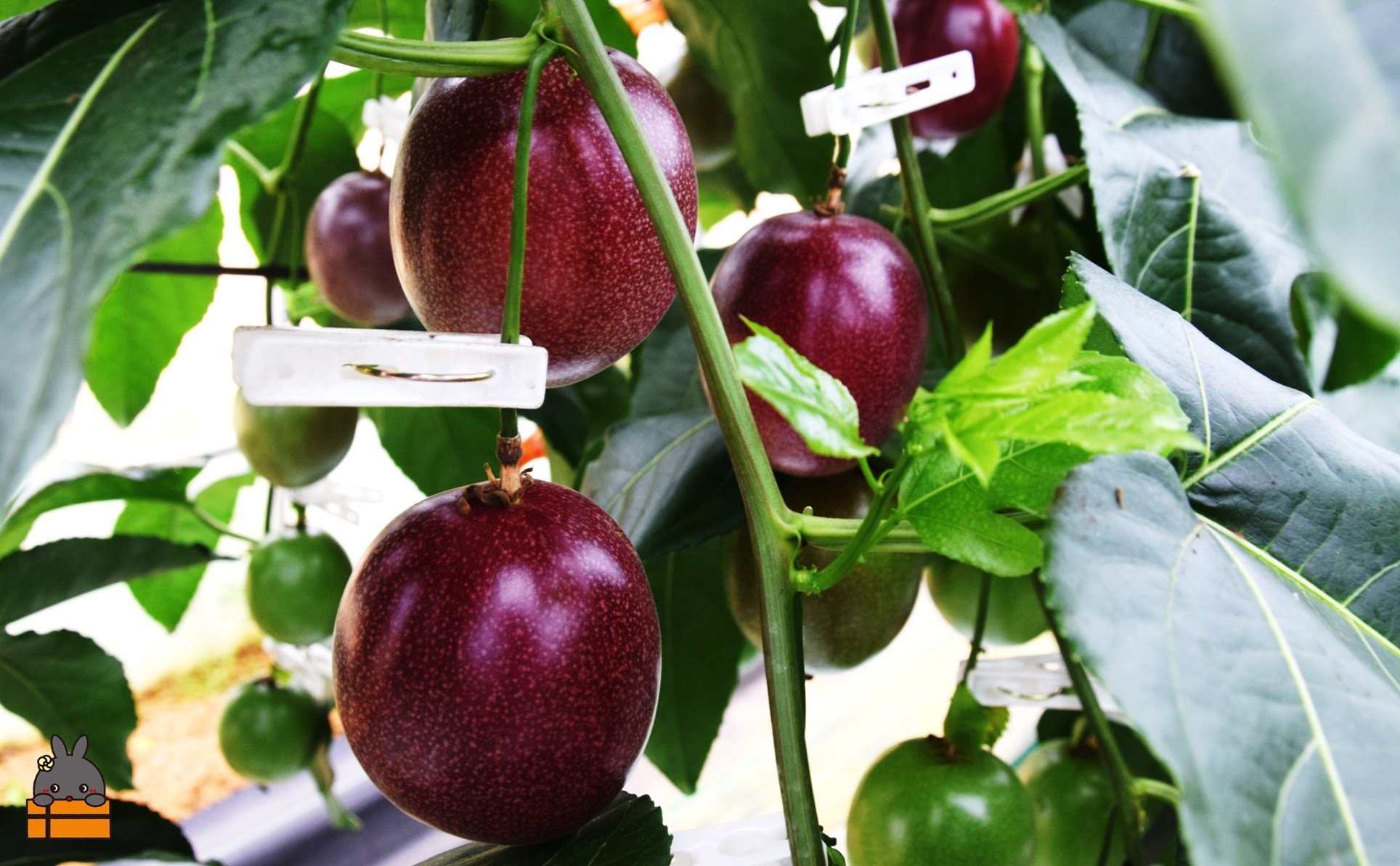 徳之島で真面目にこだわりながら育てました。