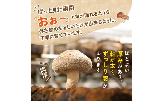 葛城市産生しいたけ（1kg） 椎茸 シイタケ 生 国産 セット 1kg 新鮮 菌床 スライス 奈良県 葛城市【kobo001】_イメージ2