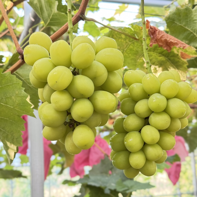 ぶどう 2026年 先行予約 農家こだわりの シャイン マスカット ＆ オーロラブラック 2房 合計約800g ご家庭用クラス 葡萄 岡山県産 国産 フルーツ 果物 ギフト 【 Nini farm 農