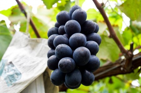 2025年 発送 先行予約 ナガノパープル 約2kg | ナガノパープル ぶどう 葡萄 皮ごと 種なし 高糖度 フルーツ 果物 特産品 オリジナル 品種 産地直送 千曲市 長野県 信州 先行予約