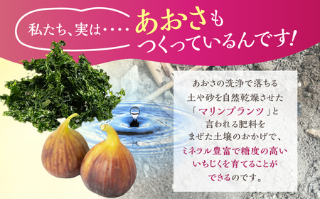 完熟いちじく 12玉 セット 《 いち美 》 いちじく イチジク フルーツ 果物 いちじく イチジク いちじく 