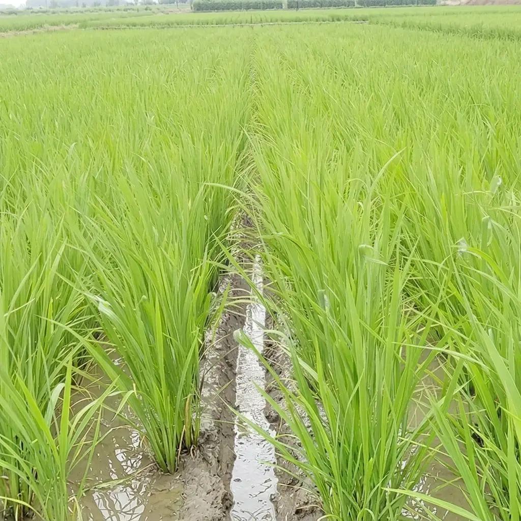 【定期便】横山農園 コシヒカリ 精米 コシヒカリ 5kg