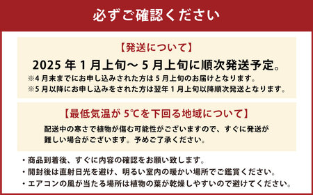 ユッカ7号 高陶器 白 鉢 インテリア 観葉植物 草花 樹木 ギフト【2025年1月上旬～5月上旬発送予定】