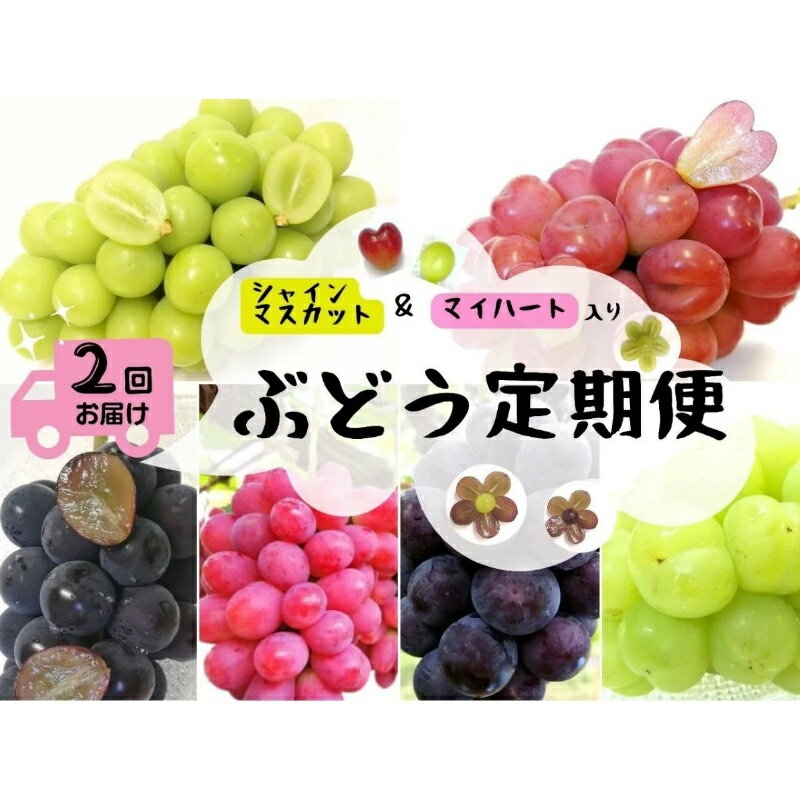 【ふるさと納税】 ※2026年の予約です！※ 【産地直送】岡山シャインマスカット＆マイハート入り！新鮮ぶどう定期便 2.4kg(4〜6房) 2回に分けてお届け！ / ブドウ 葡萄 マスカット マイハート ピオーネ サニードルチェ 瀬戸ジャイアンツ 贈答 果物 人気 数量限定
