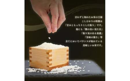 コシヒカリ 無洗米 5kg 令和7年産 【お米】