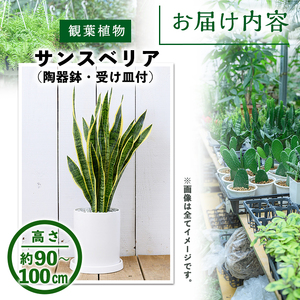 ＜観葉植物＞サンスベリア(7号) (陶器鉢(モダンマット釉(ホワイト))・受け皿付) 観葉植物 植物 インテリア 開店祝い 移転祝い おしゃれ 室内 ギフト プレゼント オフィス 陶器鉢 受け皿 玄関