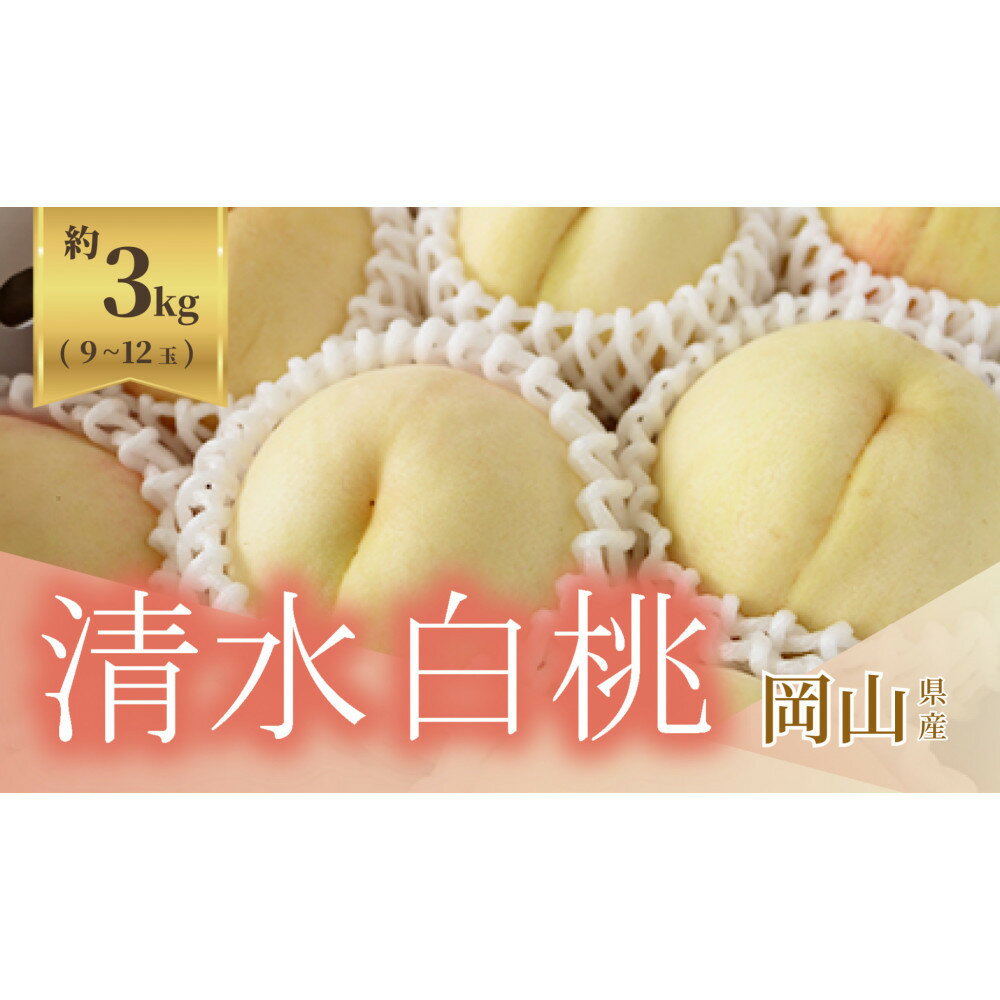 【ふるさと納税】《2026年発送》岡山県産 清水白桃 約3kg 9～12玉 | もも フルーツ 果物 くだもの 食品 人気 おすすめ 送料無料