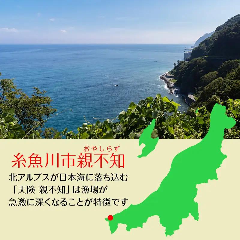 【日本海直送】紅ズワイガニ 特大(650g)2杯 1.3kg 鮮度抜群！蒸しガニ  親不知おさかなセンター【ベニズワイガニ カニ かに 紅ずわいがに】