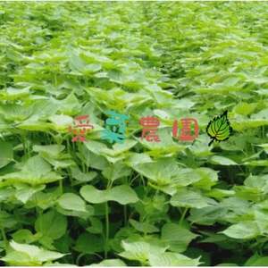 ≪110g×5≫　国産えごまの実　パックチャック(ジッパー)付き　大阪産(もん)認定品【1696356】