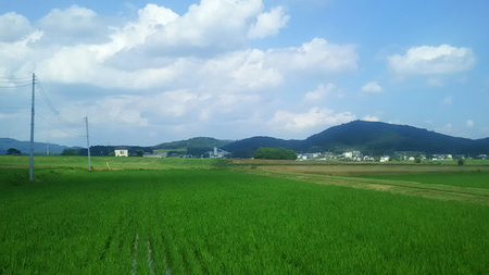 【生産者支援】 《令和6年産》茨城県 桜川市産 こしひかり5kg 茨城県産 桜川 米 お米 白米 コメ ごはん 精米 コシヒカリ 国産 限定 [SC051sa]