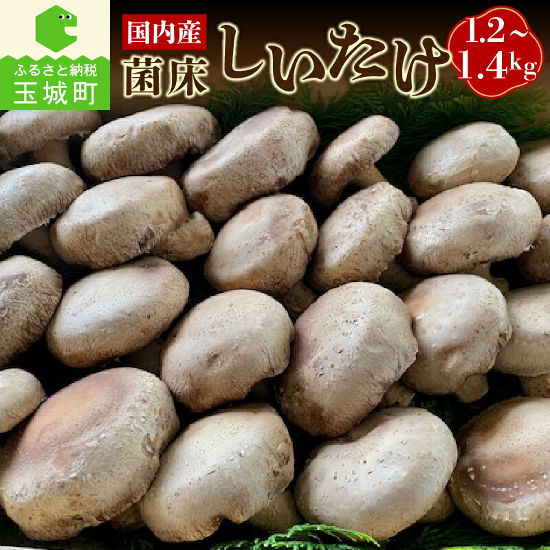 【ふるさと納税】しいたけ きのこ 山菜 生しいたけ 国内産 菌床 肉厚 1.2kg～1.4kg 三重県産 玉城町 (有)MCD 松ちゃん堂