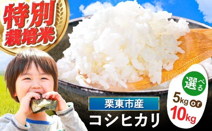 
                  【選べる容量】令和7年度産 栗東産 特別栽培米 コシヒカリ / ご飯 ごはん ゴハン 令和7年産 / 栗東市 / レーク滋賀農業協同組合[BIBV004]
                
