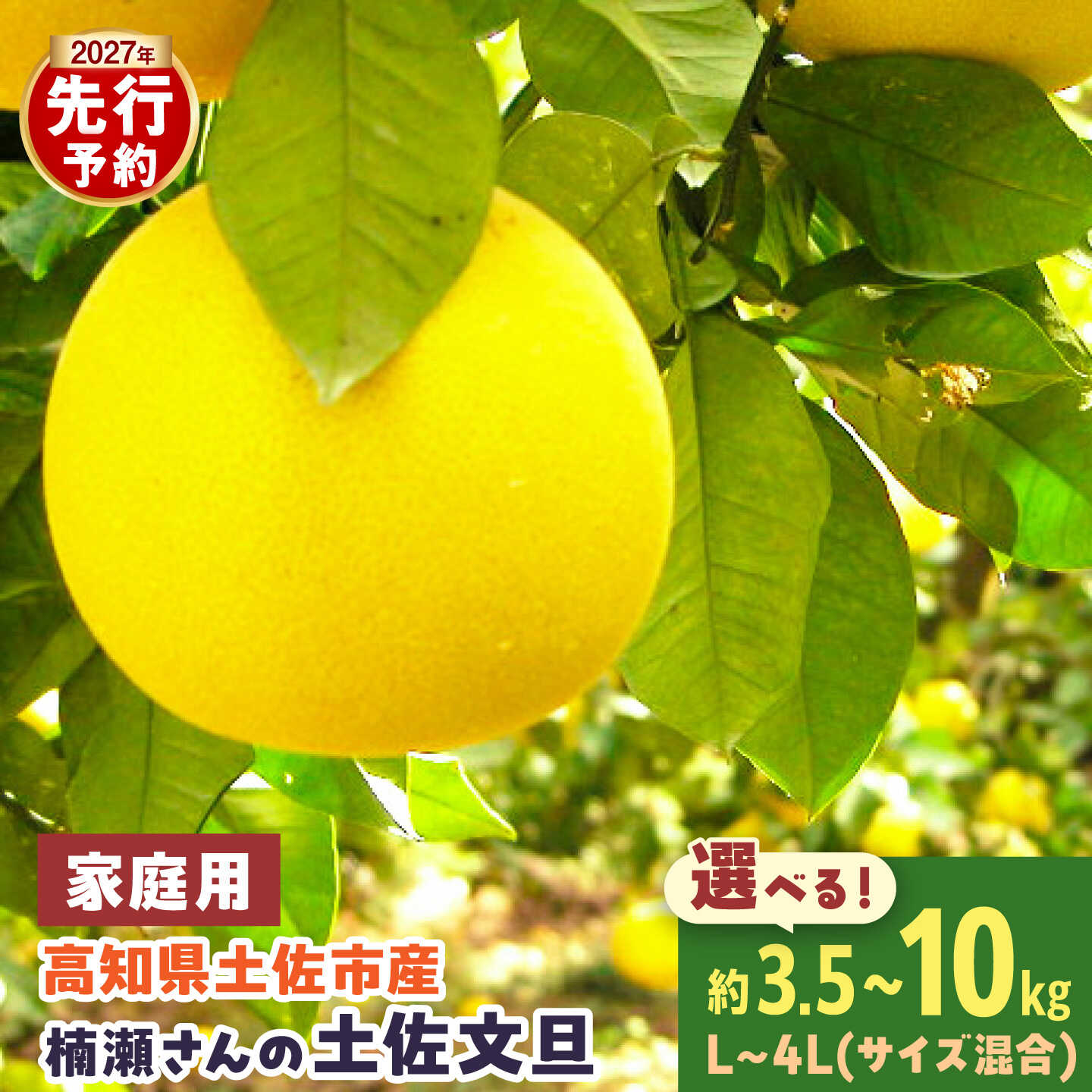 【ふるさと納税】【先行予約】まる庄果樹園 楠瀬さんの土佐文旦 家庭用 約3.5kg/約5kg/約10kg サイズ混合 L〜4L〈2027年2月15日〜2027年4月5日発送〉 高知 土佐 文旦 ぶんたん ブンタン 柑橘 みかん 果物 3.5キロ 5キロ 10キロ フルーツ 旬 不揃い【まる庄果樹園】[BQAF002]