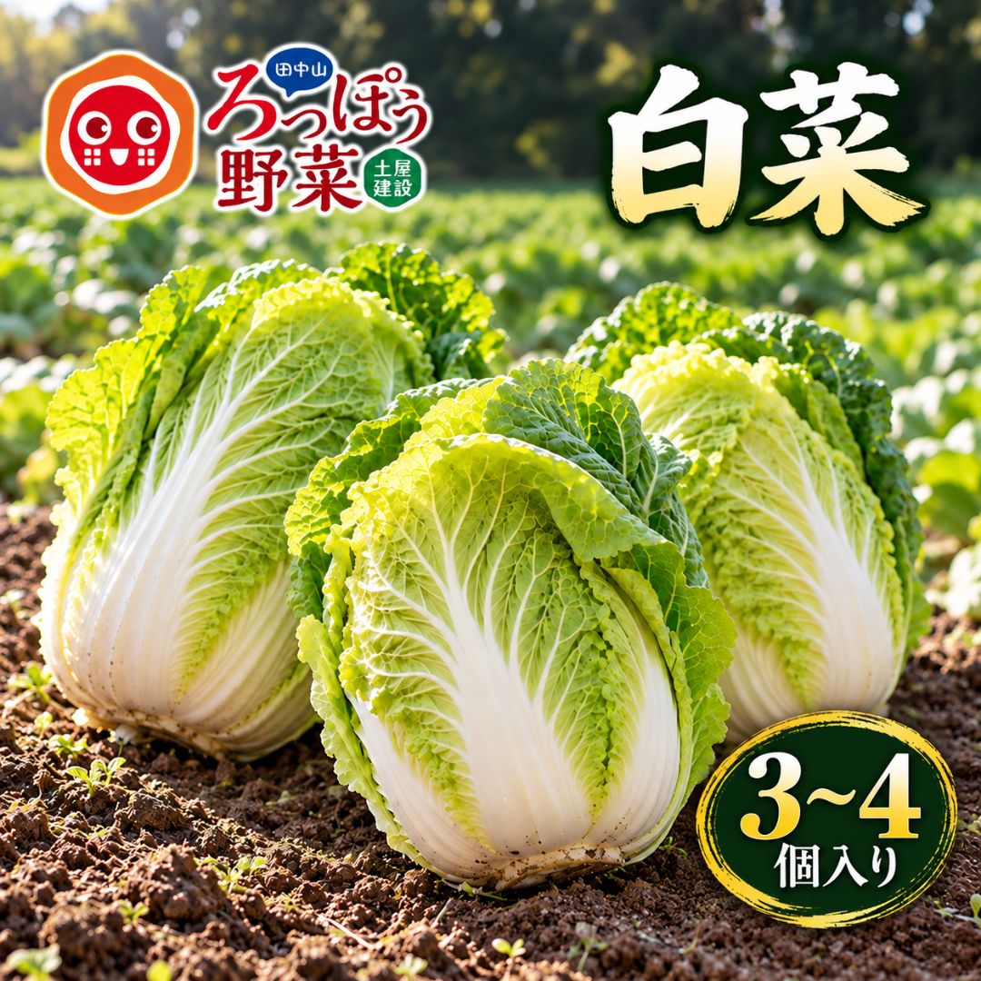 【ふるさと納税】【先行予約】ろっぽう野菜 白菜 | 白菜 はくさい ハクサイ 田中山 冬野菜 葉物野菜 国産 新鮮 旬 産地直送 農家直送 鍋料理 寄せ鍋 すき焼き 白菜漬け 漬物 炒め物 煮物 スープ 味噌汁 食材 家庭用 お取り寄せ 静岡県 伊豆の国市
