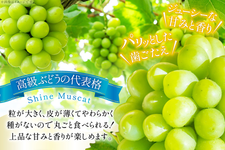 【期間限定発送】 シャインマスカット 訳あり 2房 1.2kg [Yamagenフルーツガーデンレコルト 山形県 高畠町 tk06ayt380003] ご家庭用 ぶどう ブドウ 葡萄 フルーツ 果物 