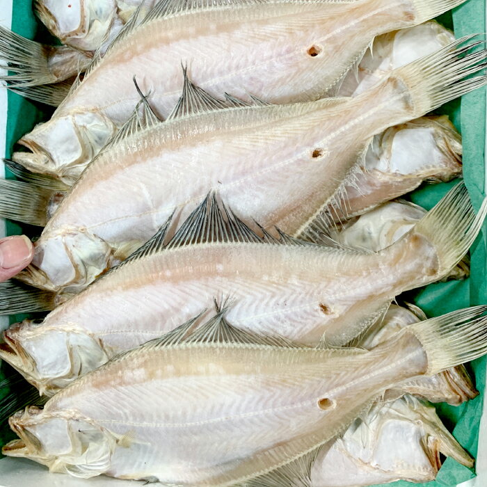 【ふるさと納税】干物 カレイ かれい 6枚 魚 さかな 旬 エテカレイ 干しカレイ 国産 無添加 水揚げ直後 冷蔵 ノンフローズン 季節限定 大田市