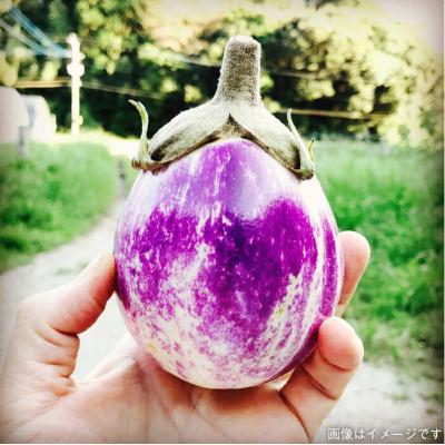 ふるさと納税 糸島市 糸島の福袋!朝採りオーガニック旬野菜お任せ5品+糸島産大ヒット特産加工品2品セット [AGE028] |  | 03
