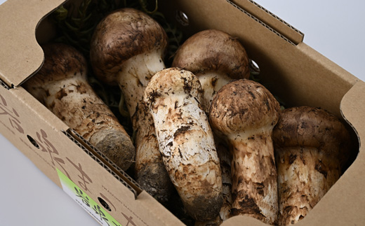 岩泉まつたけ 500g【配送不可地域：離島】