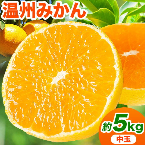 【ふるさと納税】【先行予約】和歌山県産 極早生みかん（ゆら早生） 約5kg m＆n果実園《2026年10月中旬-11月末頃より出荷予定》和歌山県 紀の川市 果物 フルーツ 極早生 みかん ミカン 柑橘類 送料無料