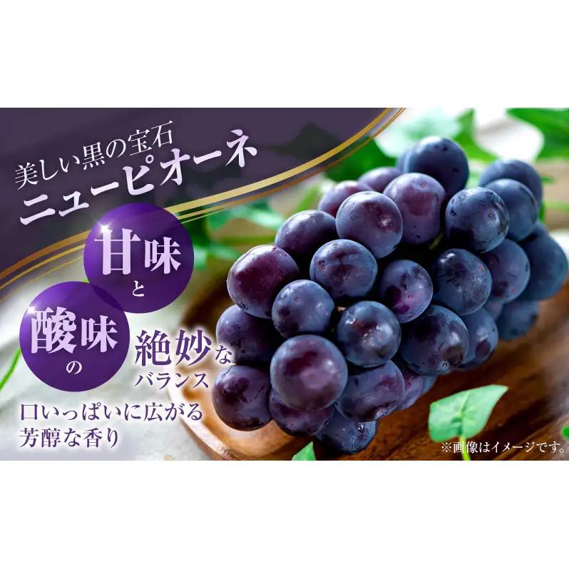 2026年 ぶどう 訳あり よくばり定期便 9月と10月の2回コース 総計 4kg 【1回目ニューピオーネ 2kg 9月中旬発送】 【2回目シャインマスカット 2kg 10月中旬発送】 岡山県高梁市産