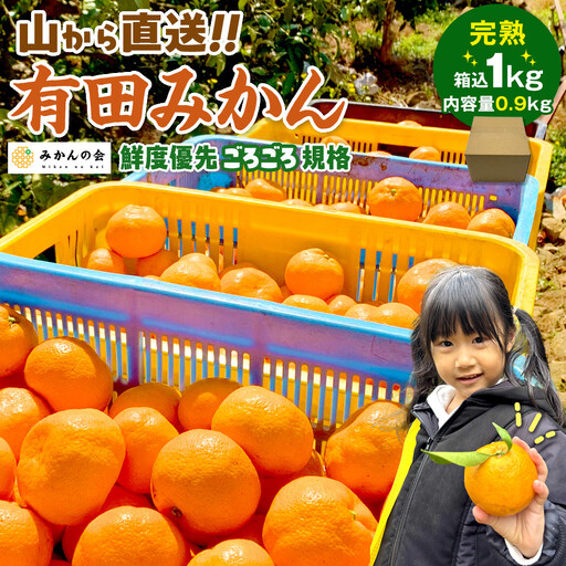 有田みかん 訳あり みかん 約0.9kg  和歌山県産