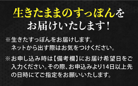 【全6回定期便】生きたまま届く最高級食材！安心安全な国産！ 江田島育ちのすっぽん 【活き】料理 人気 美容 健康 ギフト 広島県産 江田島市/平井興産株式会社[XAC011]海鮮魚介類すっぽんスッポン