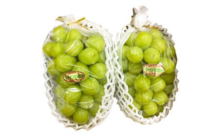 山形おきたま産冬のシャインマスカット （秀） 2～3房 （約1.5kg）シャインマスカット マスカット 葡萄 フルーツ 果物 果実 冷蔵 山形県 白鷹町 【2025年12月下旬順次発送予定】