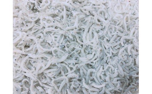 淡路島のふっくらやわらかい「釜揚げしらす干し」 1㎏入り×12個 合計12㎏