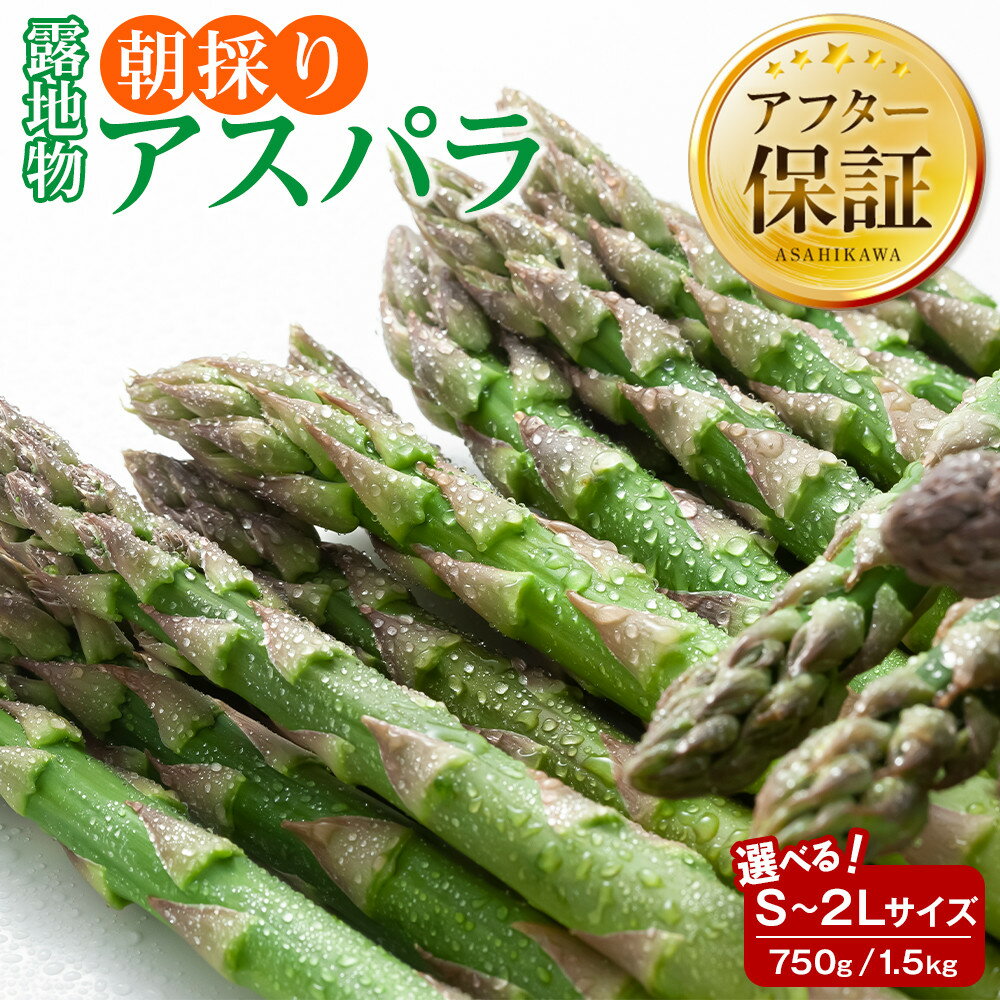 【ふるさと納税】【訳あり】露地物朝採りアスパラ 鮮度保持フィルム入り(5月中旬発送開始予定) | アスパラ アスパラガス 朝採り とれたて 野菜 旬 小分け 保存 産直 産地直送 お取り寄せ 旭川市 北海道