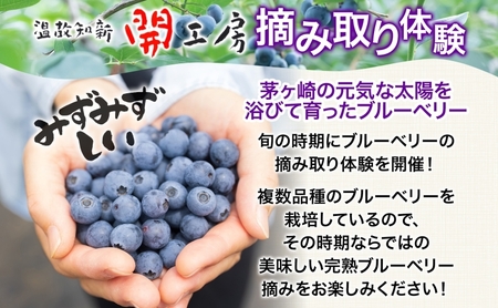 ブルーベリー農園 摘み取り券 収穫 太陽 養液栽培 美味 育つ ジャム バター 地場産  新鮮 卵 スプレッド 濃厚 風味 温故知新 開工房 農園 果実 摘み取り 完熟 農園 あっさり 食パン 採れた