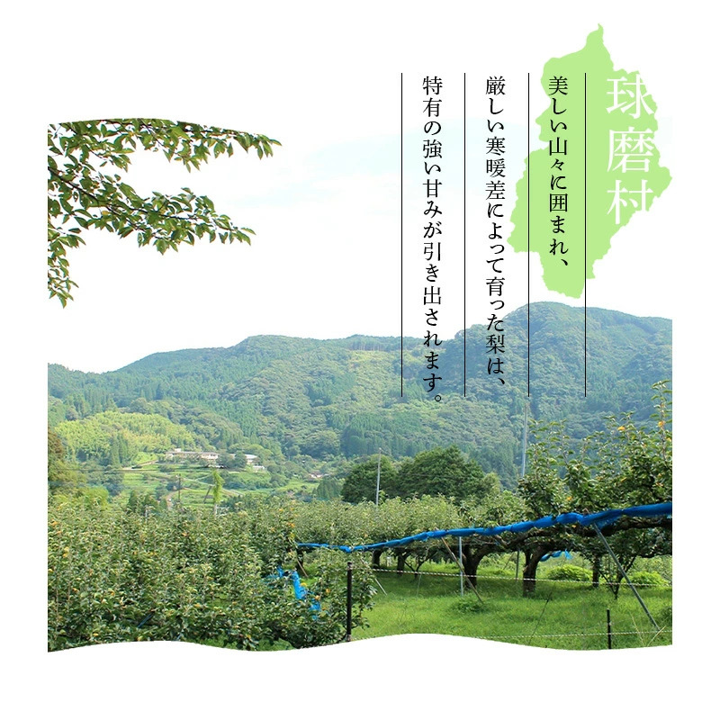 FKP9-686 【先行予約】一勝地梨 約2.5kg