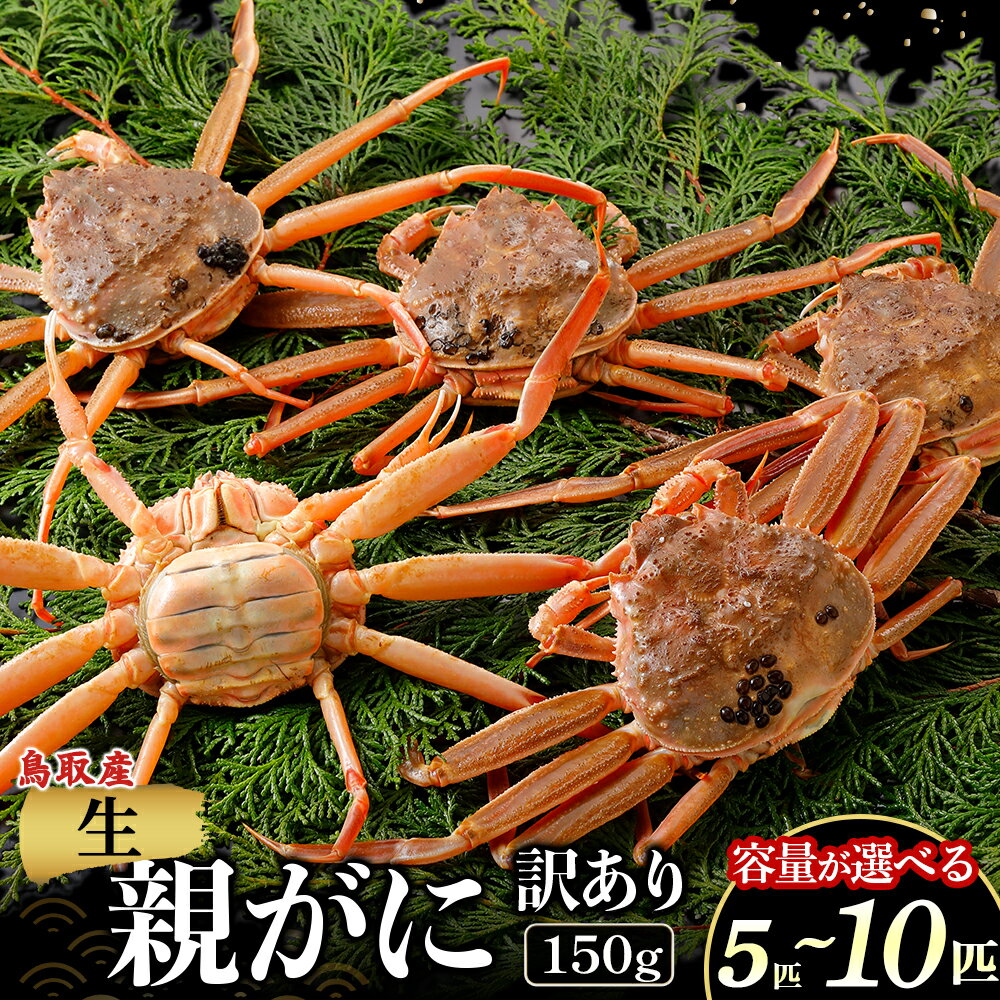 【ふるさと納税】【年内発送】【訳あり】【生親がに 150g 5〜10匹】選べる容量！ 年内発送！カニ 親がに 親ガニ ズワイガニ カニの甲羅 カニ味噌 内子 外子 蟹身 かにみそ 海鮮 国産 松葉ガニ 生活応援 大人気 期間限定 日本海 せこがに せいこがに