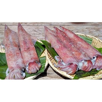 ふるさと納税 美浜町 新鮮、朝獲れたての大き目サイズの真イカ(剣先イカ)丸ごと墨付き(美味しいたまり醤油としおり付き)