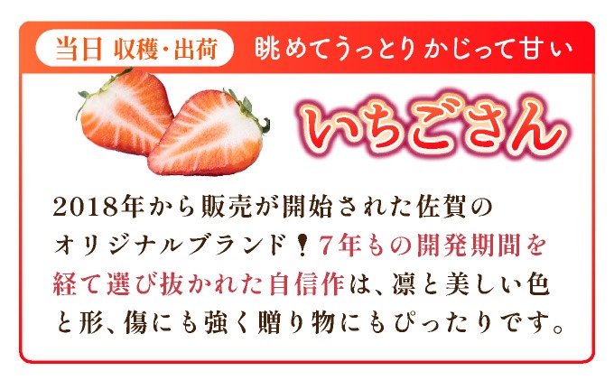 【先行予約】数量限定！佐賀県人気No.1苺”いちごさん” 4回定期便 （1回 235g×4p 約1kg）