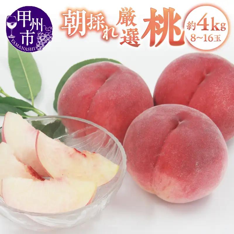 甲州市産 厳選 もも 約4kg（8～16玉）【2025年発送】（APX）B19-197【桃 もも モモ 令和7年発送 期間限定 山梨県産 甲州市 フルーツ 果物】