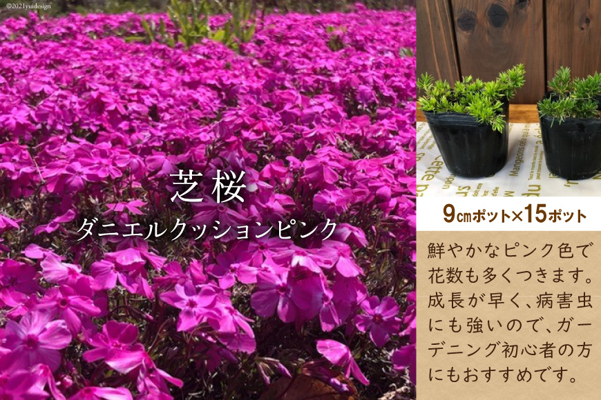 
芝桜 ダニエルクッションピンク 15ポット [夢農場 長野県 池田町 48110566]
