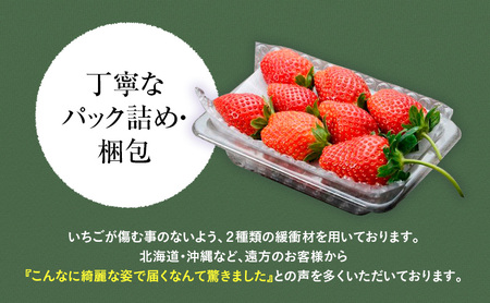 つる付き とちあいか 大粒プレミアム 2パック （2月中旬～下旬発送） いちご 果物 フルーツ 苺 イチゴ くだもの 朝取り 新鮮 美味しい 甘い