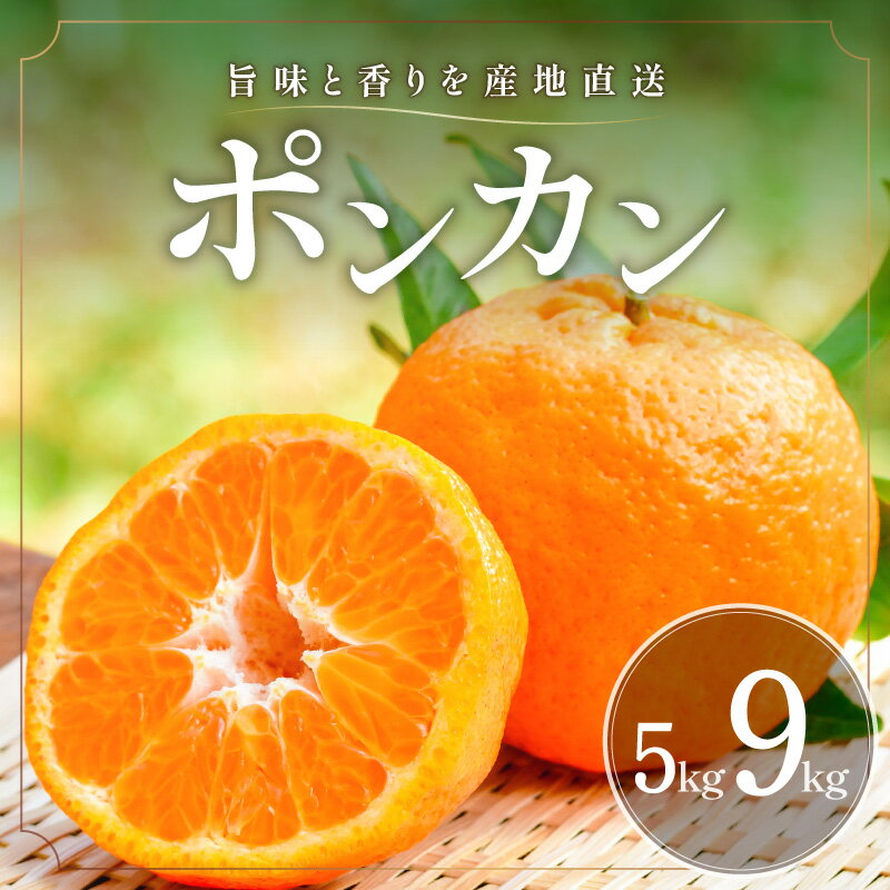 【ふるさと納税】【2026年発送 先行予約品】旨みと香りを産地直送！ ミカファーム みかん ポンカン 5kg 9kg 選べる 内容量【三重県御浜町産 甘くて食べやすい】