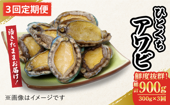 【全3回定期便】【活きたままお届け！】 上五島産 養殖 ひとくち アワビ 厳選 300g 鮮魚 魚介類 【豊建設株式会社】 [RAE015]