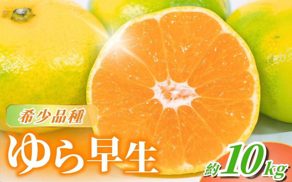 【2026年秋頃発送予約分】＼光センサー選別／＼農家直送／甘くて濃厚！希少品種 ご家庭用 ゆら早生みかん  約10kg　サイズ混合　※2026年10月上旬より順次発送予定（お届け日指定不可）【nuk110C】
