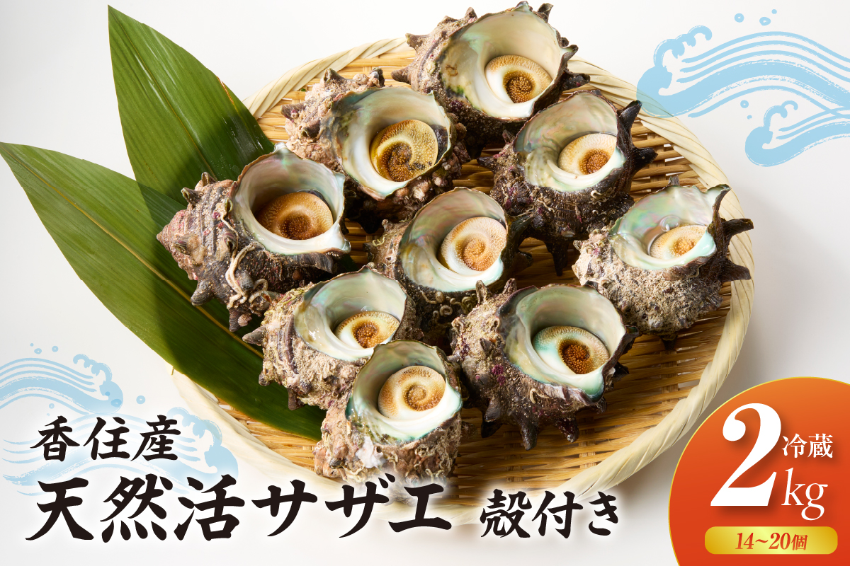 【サザエ 兵庫県香住産 新鮮 天然 活サザエ 2kg（14～20個）冷蔵】※発送目安：入金確認後、順次発送 香住で水揚げされた新鮮なサザエをお届けします。つぼ焼き、炊き込みご飯（サザエ飯）、酒の肴などにピッタリ！磯の香りが濃く風味豊かなサザエです。大人気 ふるさと納税 夏休み BBQ バーベキュー キャンプ お盆 海 海水浴 日本海 兵庫県 香美町 香住 柴山 宿院商店 33-20