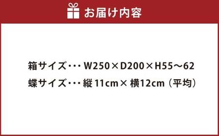 昆虫標本箱（ドイツ箱） モルフォ蝶 1頭入 ／ 標本箱 箱 ケース 標本 蝶 蝶々 インテリア オブジェ