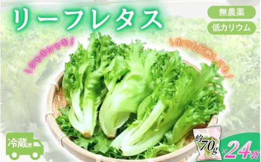 
                  アノレタス（リーフレタス）新鮮シャキシャキ 栽培期間中無農薬低カリウムレタス 24袋セット【kkry0002】
                