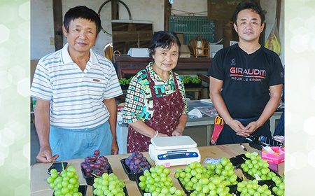 70-03 シャインマスカット & 梨 人気 フルーツ 食べ比べ セット シャインマスカット 1房 700g以上 梨 2玉 豊水 or あきづき 茨城県 下妻市産 先行予約 2024年 9月上旬ころ～